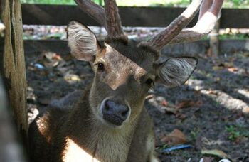 Пхукет, экскусия Као Лак фото №9