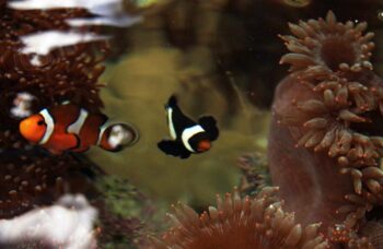 Пхукет, экскусия Као Лак фото №7