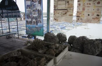 Магазин и ферма жемчуга Phuket Pearl фото №21