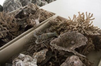 Магазин и ферма жемчуга Phuket Pearl фото №20