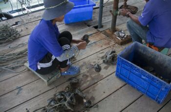 Магазин и ферма жемчуга Phuket Pearl фото №17