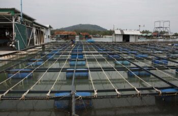 Магазин и ферма жемчуга Phuket Pearl фото №12