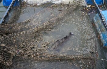 Магазин и ферма жемчуга Phuket Pearl фото №11