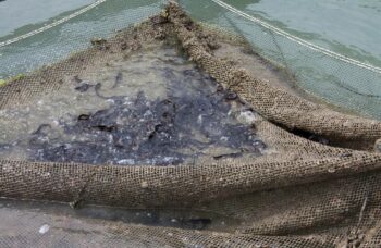 Магазин и ферма жемчуга Phuket Pearl фото №10