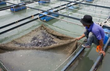 Магазин и ферма жемчуга Phuket Pearl фото №9