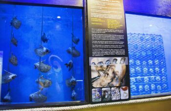 Магазин и ферма жемчуга Phuket Pearl фото №33