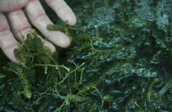 Магазин и ферма жемчуга Phuket Pearl фото №6