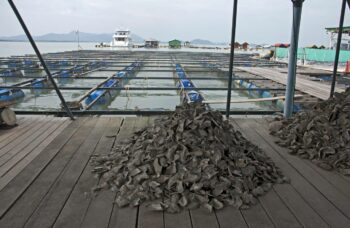 Магазин и ферма жемчуга Phuket Pearl фото №4