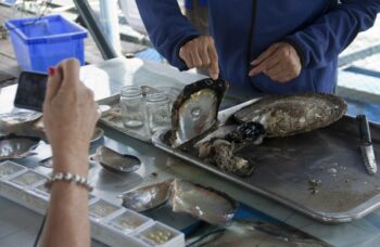 Магазин и ферма жемчуга Phuket Pearl фото №2