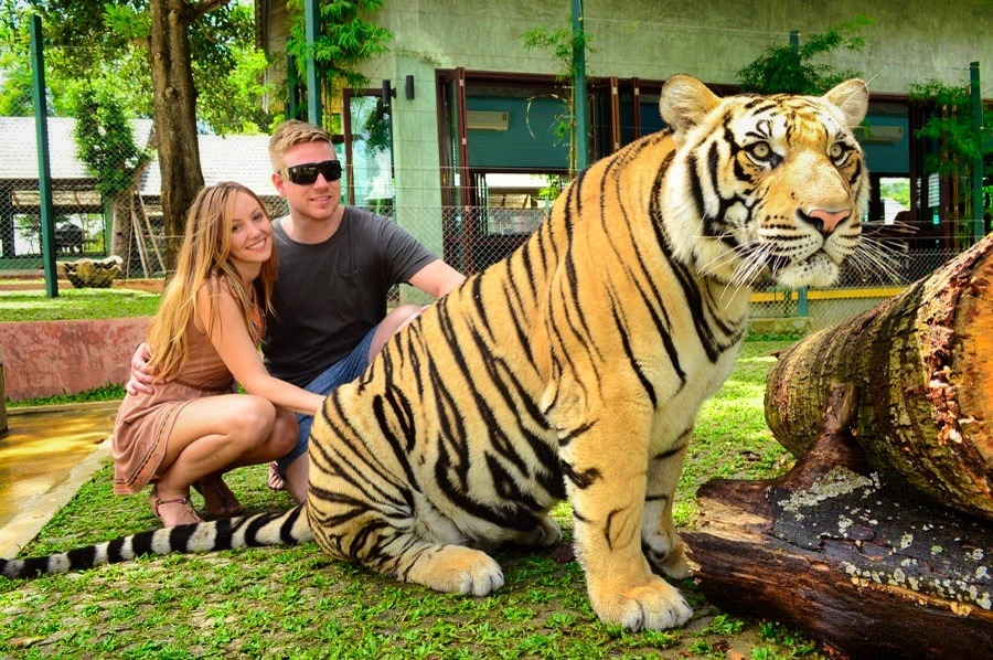 आधा दिन + बाघ