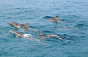 Рача Яй + Рача Ной фото №5