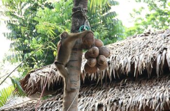 Рафтинг с Пхукета фото №40