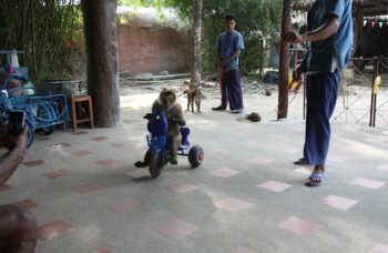 Рафтинг с Пхукета фото №37