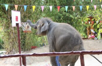 Рафтинг с Пхукета фото №33