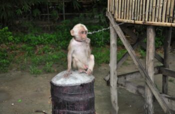 Рафтинг с Пхукета фото №7