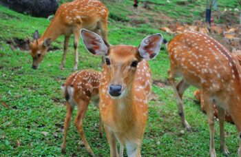 C Пхукета на Самуи - экскурсии острова фото №14