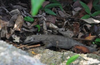 Острова Симиланы фото №20