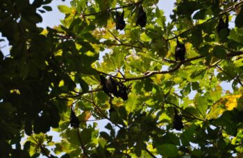 Острова Симиланы фото №16