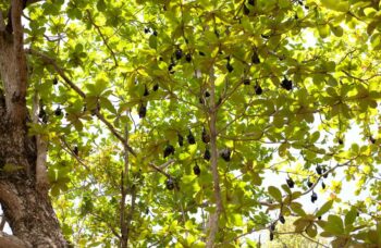 Острова Симиланы фото №11