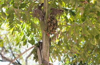 Острова Симиланы фото №25