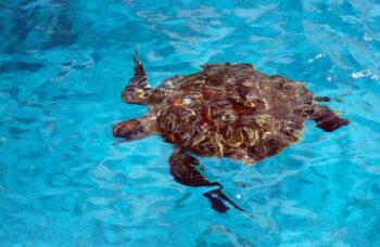 Острова Симиланы фото №5