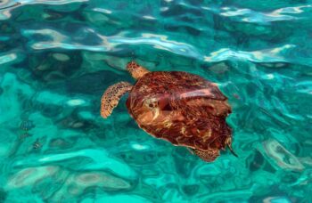 Острова Симиланы фото №4