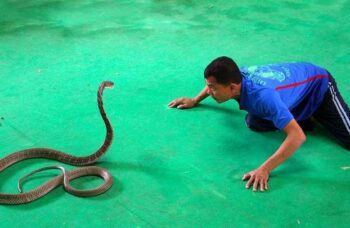 Пхукет - экскурсия на змеиную ферму фото №18