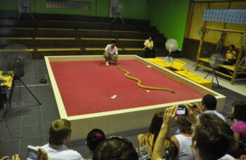 Пхукет - экскурсия на змеиную ферму фото №9