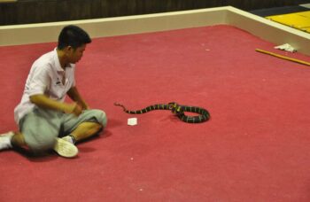 Пхукет - экскурсия на змеиную ферму фото №17