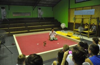 Пхукет - экскурсия на змеиную ферму фото №16