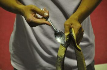 Пхукет - экскурсия на змеиную ферму фото №12