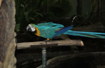 Зоопарк на Пхукете фото №22