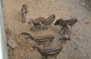 Зоопарк на Пхукете фото №13