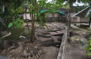 Зоопарк на Пхукете фото №11