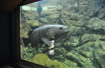 Зоопарк на Пхукете фото №9