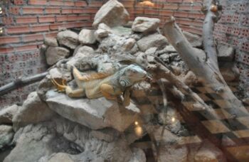 Зоопарк на Пхукете фото №8