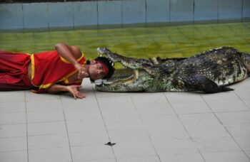 Зоопарк на Пхукете фото №4