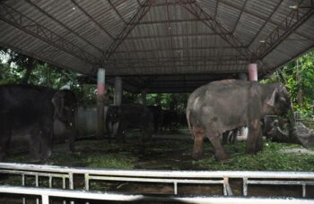 Зоопарк на Пхукете фото №3