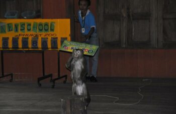 Зоопарк на Пхукете фото №20