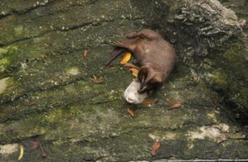 Зоопарк на Пхукете фото №17