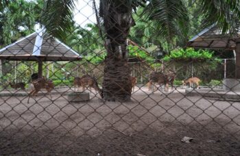 Зоопарк на Пхукете фото №16