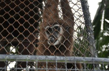 Зоопарк на Пхукете фото №15