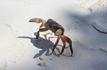 Остров Тачай фото №37