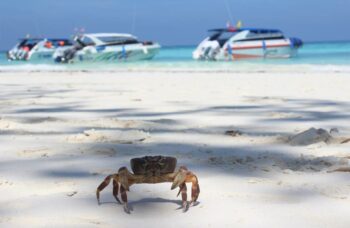 Остров Тачай фото №38