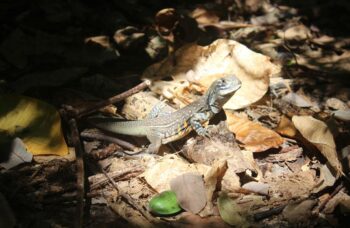 Остров Тачай фото №41