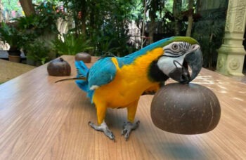 पक्षी अभ्यारण्य фото №2