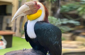 पक्षी अभ्यारण्य фото №3