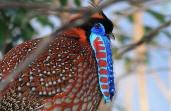 पक्षी अभ्यारण्य фото №4